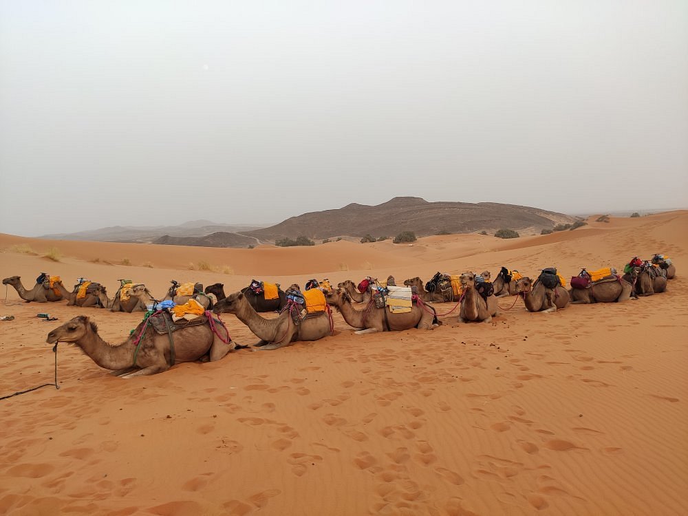 Merzouga vs Zagora vs Erg Chegaga: Which Moroccan Desert Should You Choose?