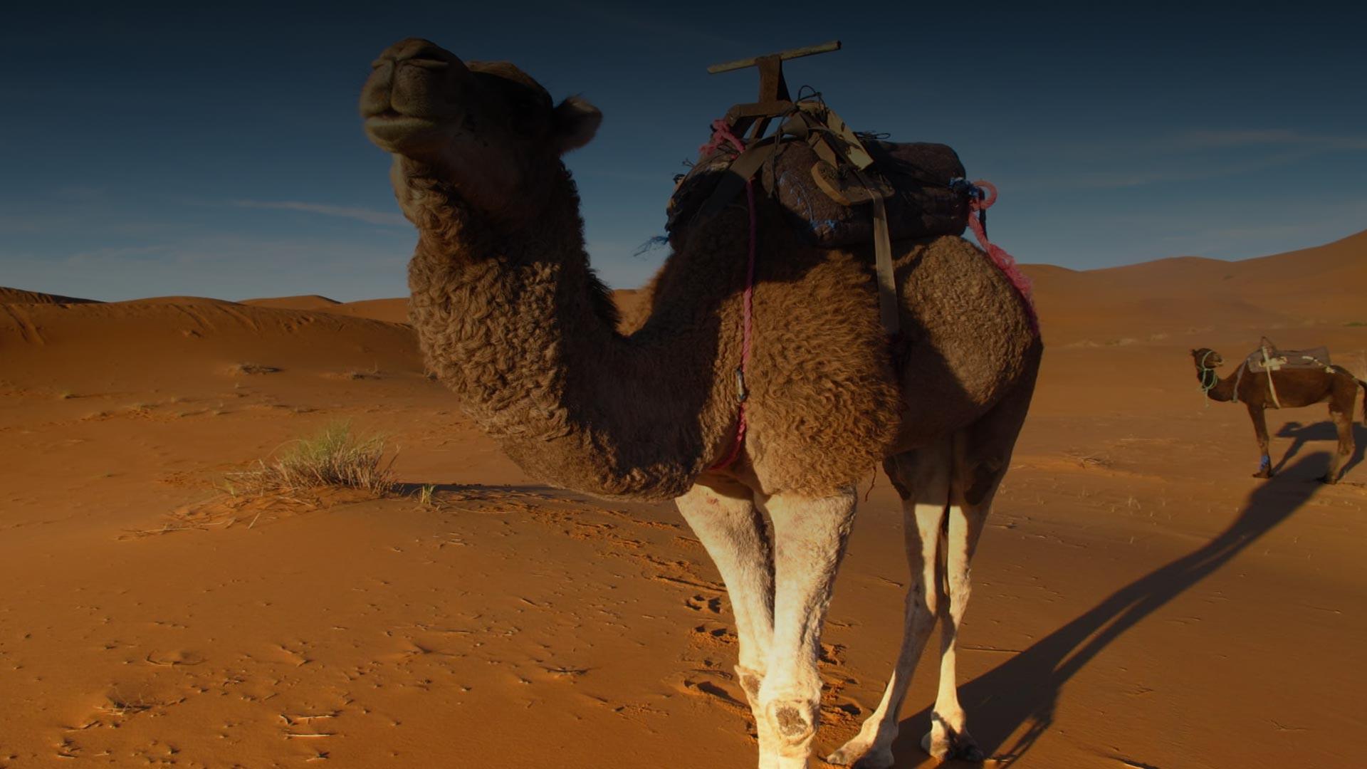Meharis – 12 Days Camel riding – Merzouga